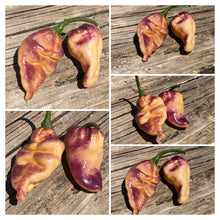 Load image into Gallery viewer, PJ Pink Ice (Pepper Seeds)