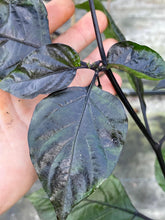 Load image into Gallery viewer, PJ Solid Black (Pepper Seeds)