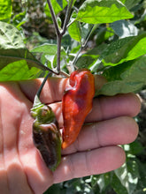 Load image into Gallery viewer, PJ Red OG (Pepper Seeds)