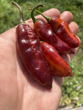 Load image into Gallery viewer, Serenade Horizon (Pepper Seeds)
