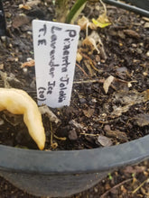 Load image into Gallery viewer, PJ Lavender Ice Cream (Pepper Seeds)