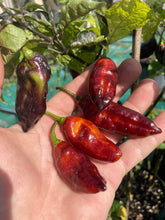 Load image into Gallery viewer, Serenade Horizon (Pepper Seeds)