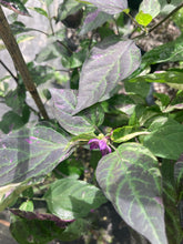 Load image into Gallery viewer, Babylon (VSRP Poblano) (Pepper Seeds)