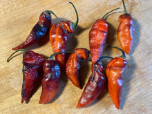 Load image into Gallery viewer, PJ Red OG (Pepper Seeds)