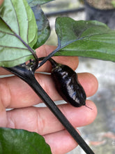 Load image into Gallery viewer, PJ Solid Black (Pepper Seeds)