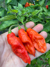 Load image into Gallery viewer, PJ Redlight (Pepper Seeds) (Pimenta Jolokia)