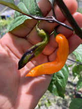 Load image into Gallery viewer, PJ Smooth Orange (Pepper Seeds)(Pimenta Jolokia)