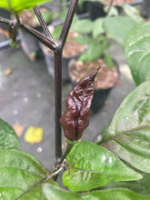 Load image into Gallery viewer, Primo Noir (Blushed) (Pepper Seeds)
