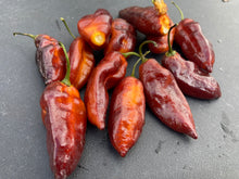 Load image into Gallery viewer, Serenade Horizon (Pepper Seeds)