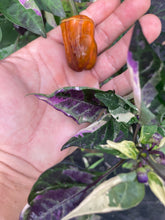 Load image into Gallery viewer, Babylon (VSRP Poblano) (Pepper Seeds)