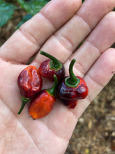 Load image into Gallery viewer, PJ Molten Mini (Pepper Seeds)