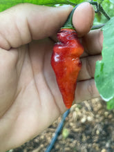 Load image into Gallery viewer, PJ Red OG (Pepper Seeds)
