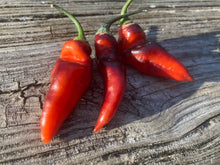 Load image into Gallery viewer, PJ Red OG (Pepper Seeds)