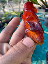 Load image into Gallery viewer, Red Horizon (Pepper Seeds)