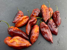 Load image into Gallery viewer, Serenade Horizon (Pepper Seeds)