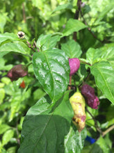 Load image into Gallery viewer, Bhut Jolokia Purple/Red "Purple Ghost" (Pepper Seeds)