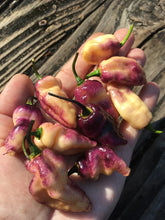 Load image into Gallery viewer, PJ Peach’z & Cream’z Mix (Pepper Seeds)