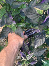 Load image into Gallery viewer, Camelot (VSRP Poblano) (Pepper Seeds)