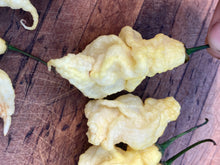 Load image into Gallery viewer, White Ghost Scorpion (Jays/T-E) (Pepper Seeds)