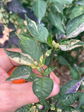 Load image into Gallery viewer, Lemuria (VSRP Poblano) (Pepper Seeds)