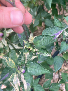 Lemuria (VSRP Poblano) (Pepper Seeds)