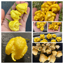 Load image into Gallery viewer, “Creamo” BOC X Primo (Cream) Pepper Seeds