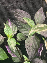 Load image into Gallery viewer, Sumatra (VSRP Poblano) (Pepper Seeds)