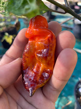 Load image into Gallery viewer, Red Horizon (Pepper Seeds)