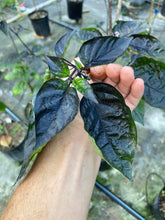 Load image into Gallery viewer, PJ Solid Black (Pepper Seeds)