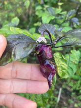 Load image into Gallery viewer, PJ Peach’z & Cream’z Mix (Pepper Seeds)