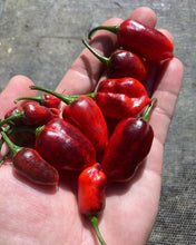 Load image into Gallery viewer, Roxa Lantern (T-E Mix)(Pepper Seeds)