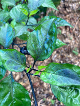 Load image into Gallery viewer, PJ Molten Mini (Pepper Seeds)