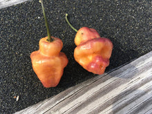 Load image into Gallery viewer, Roxa Lantern (T-E Mix)(Pepper Seeds)