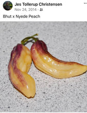 Load image into Gallery viewer, PJ Red OG (Pepper Seeds)
