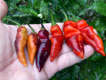 Load image into Gallery viewer, PJ Red OG (Pepper Seeds)