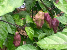 Load image into Gallery viewer, PJ Redlight (Pepper Seeds) (Pimenta Jolokia)