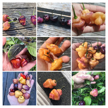 Load image into Gallery viewer, Roxa Lantern (T-E Mix)(Pepper Seeds)