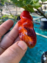 Load image into Gallery viewer, Red Horizon (Pepper Seeds)