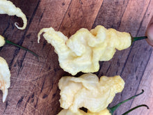 Load image into Gallery viewer, White Ghost Scorpion (Jays/T-E) (Pepper Seeds)