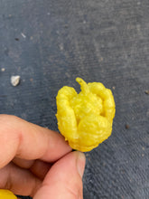 Load image into Gallery viewer, “Creamo” BOC X Primo (Cream) Pepper Seeds