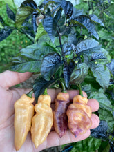 Load image into Gallery viewer, PJ Peach Ice (Pepper Seeds)