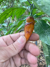 Load image into Gallery viewer, PJ Red OG (Pepper Seeds)