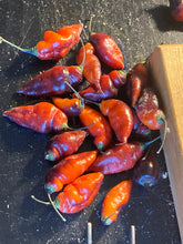 Load image into Gallery viewer, PJ Molten Ice (Pepper Seeds)