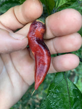 Load image into Gallery viewer, PJ Red OG (Pepper Seeds)