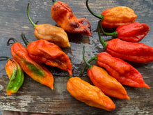 Load image into Gallery viewer, Primo Noir (Blushed) (Pepper Seeds)