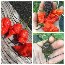 Load image into Gallery viewer, Primo Noir (Stinger Select) (Pepper Seeds)