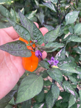 Load image into Gallery viewer, Irkalla (VSRP Poblano) (Pepper Seeds)