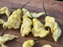 Load image into Gallery viewer, White Ghost Scorpion (Jays/T-E) (Pepper Seeds)
