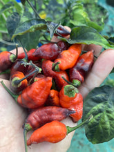 Load image into Gallery viewer, PJ Molten Ice (Pepper Seeds)