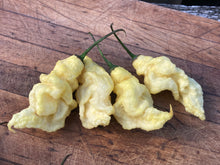 Load image into Gallery viewer, White Ghost Scorpion (Jays/T-E) (Pepper Seeds)